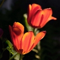 08.06.2010 Blume-D33_7456
